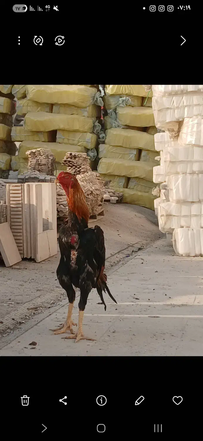 خروس لاری|حیوانات مزرعه|قدس, هفت جوی|دیوار