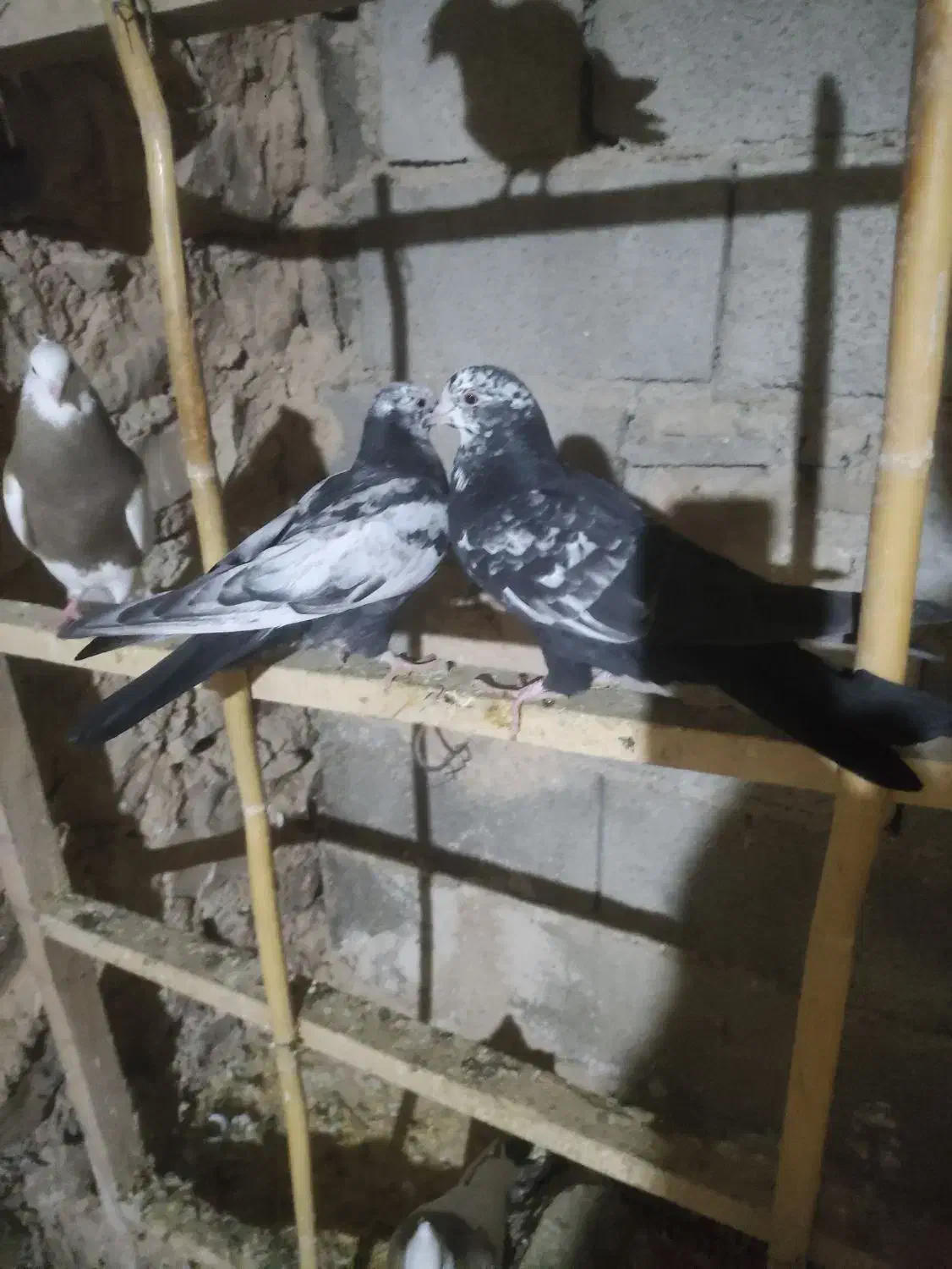 سینه دم سیاه.موقعیت گیلانغرب.|پرنده|سرپل ذهاب, |دیوار