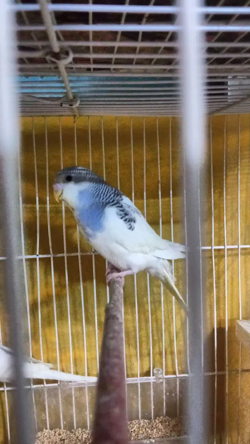 مرغ عشق جوان|پرنده|گلبهار, شهر جدید گلبهار|دیوار