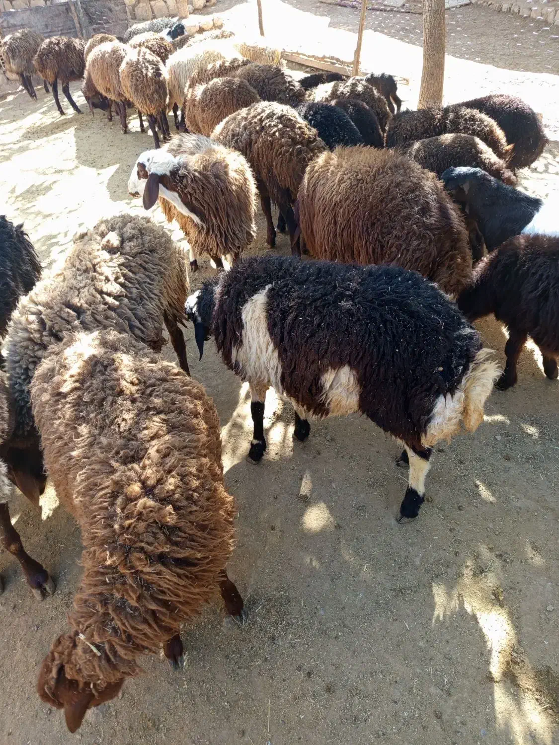 بره پایه پروار|حیوانات مزرعه|کوهدشت, |دیوار