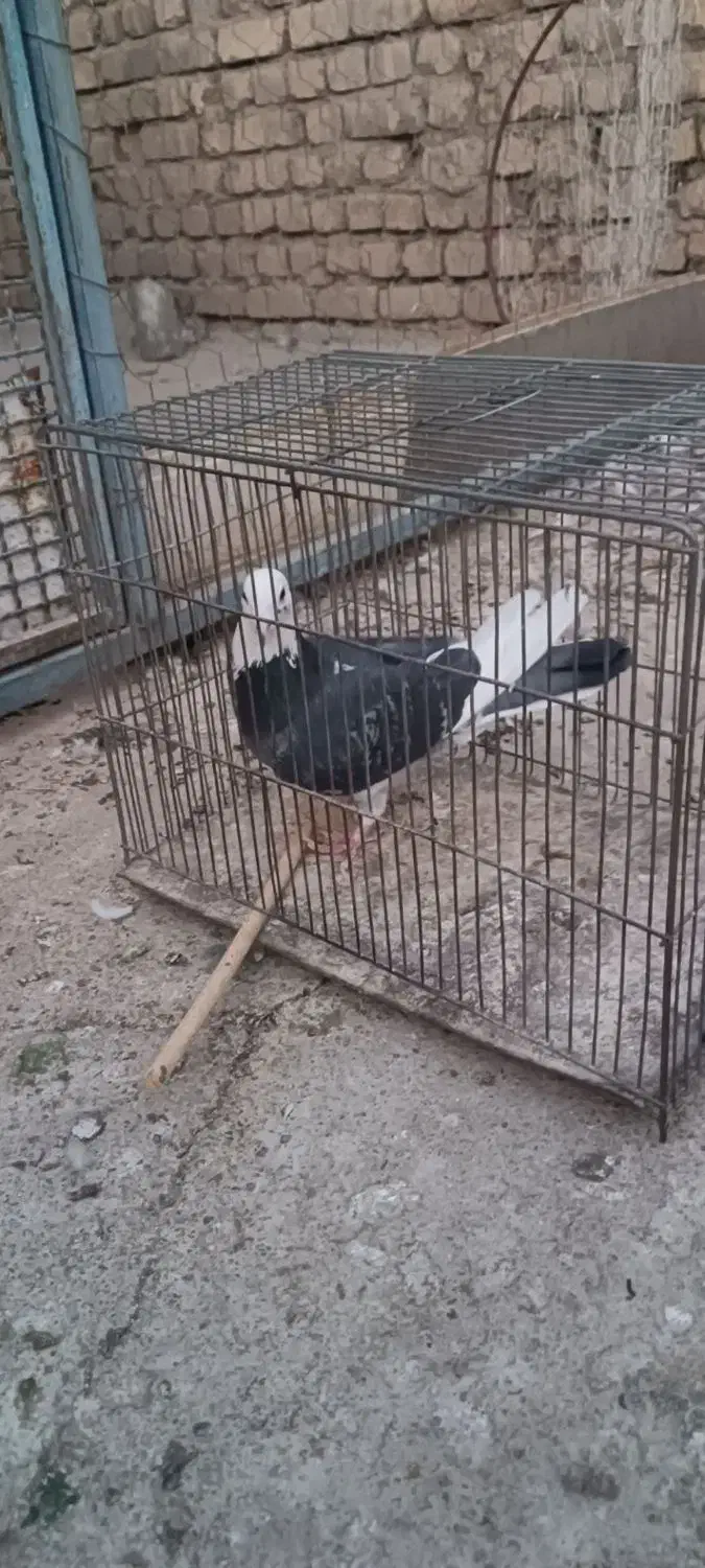 کبوتر تهرونی و پلاکی|پرنده|خمینی‌شهر, |دیوار