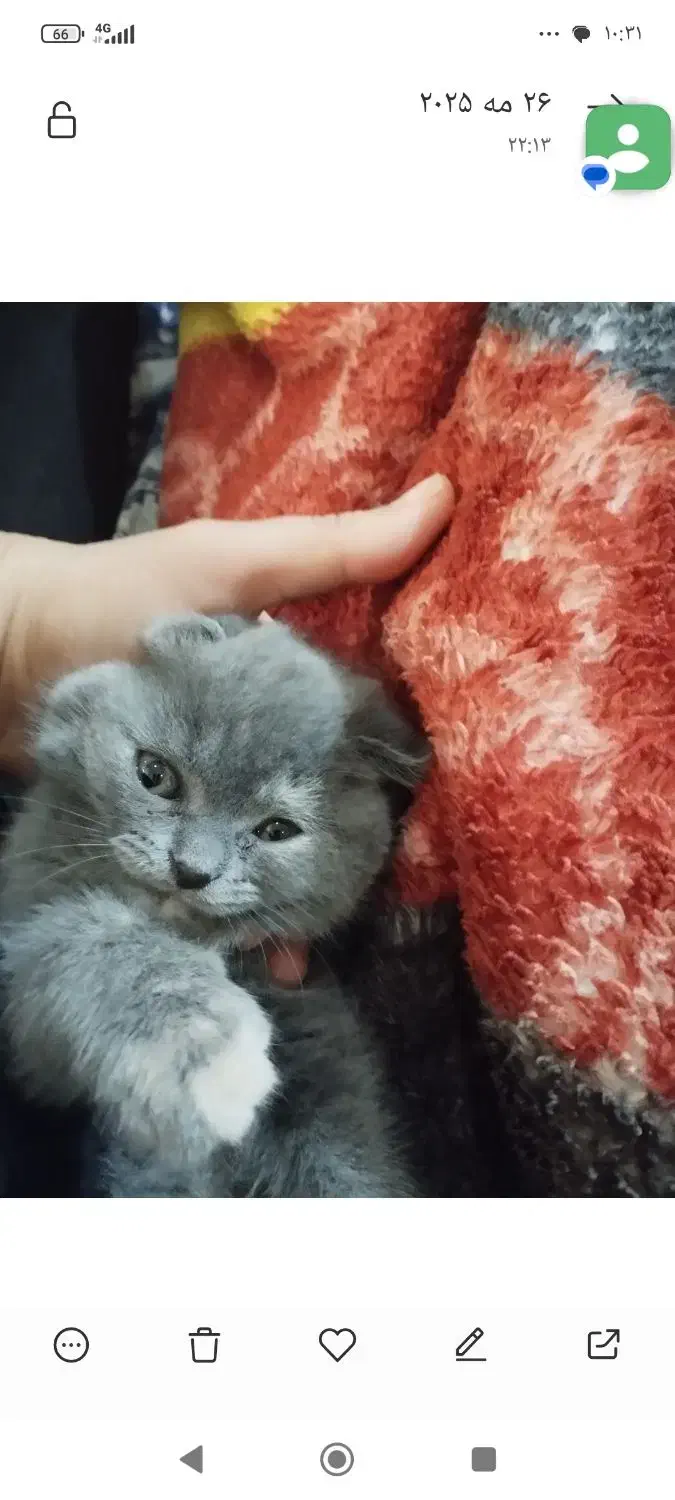 اسکاتلیش دبل فولد هفت ماهه بسیار اروم و مهربان|گربه|تهران, آبشار|دیوار