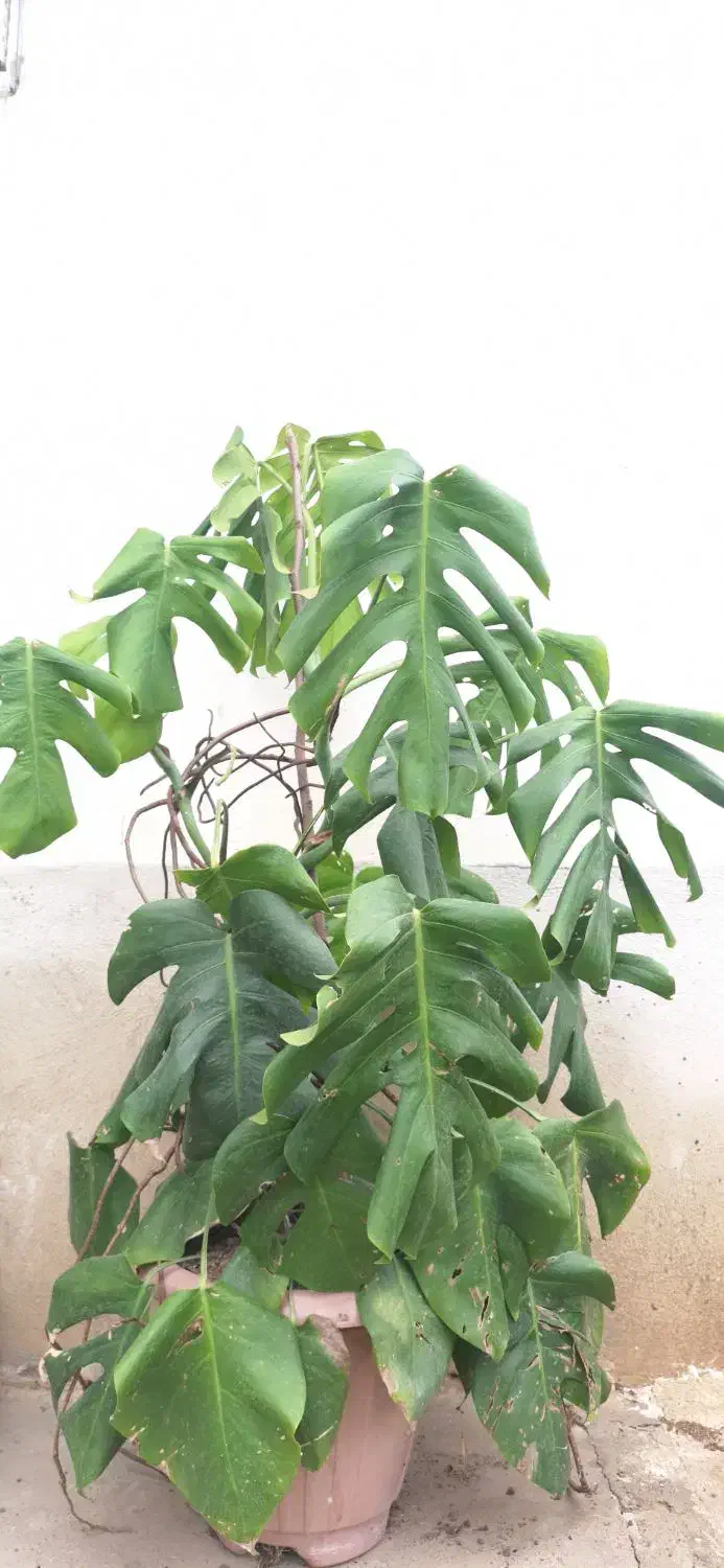 برگ انجیری و سیکاس|گل و گیاه طبیعی|رشت, حافظ آباد|دیوار