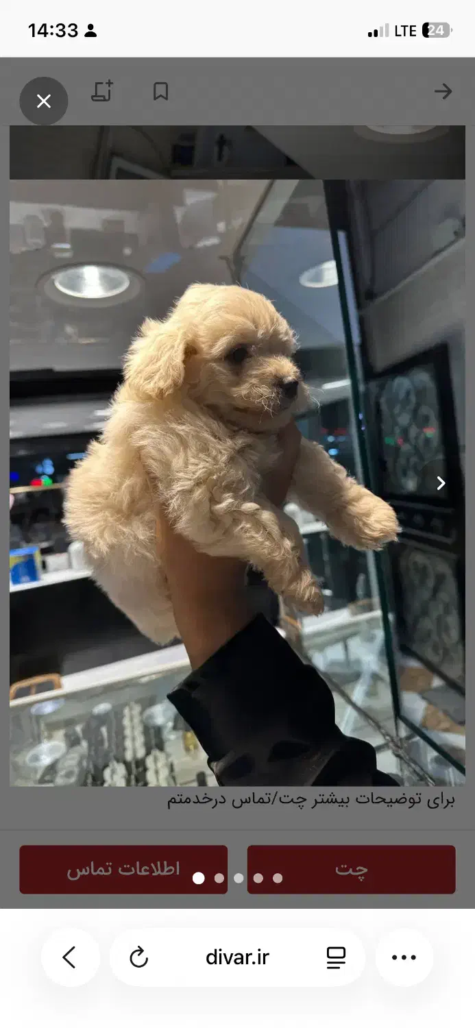 سگ پاکوتاه شیتزو|سگ|بجنورد, |دیوار