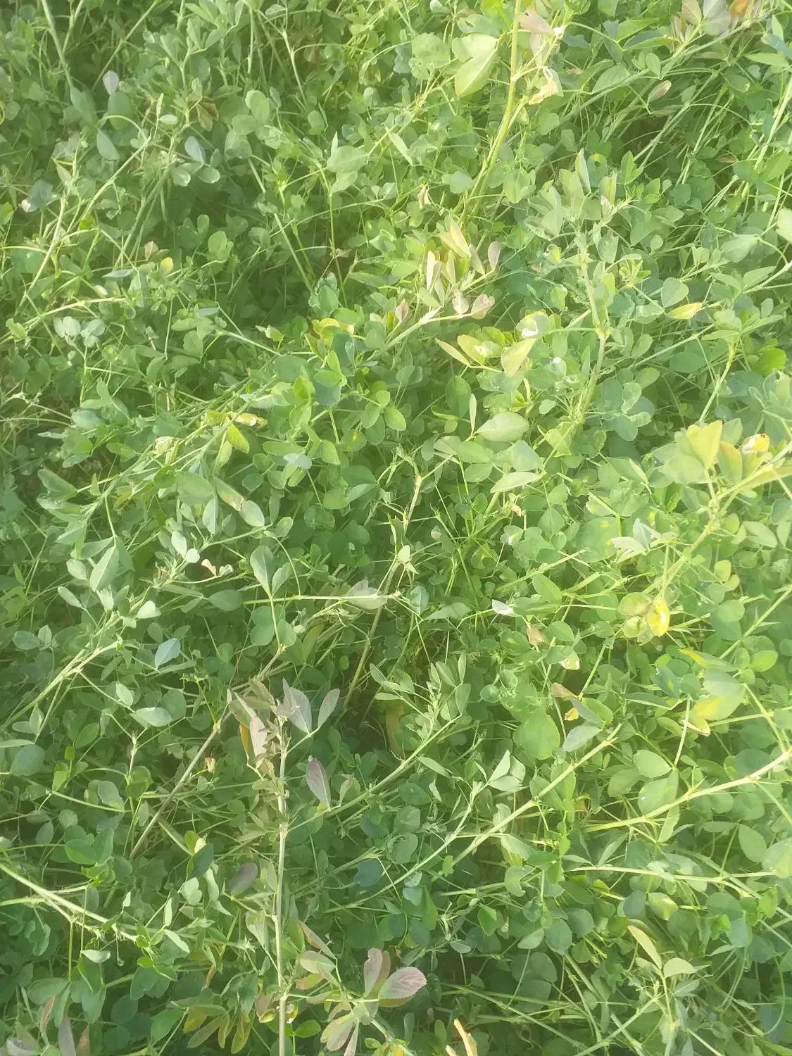 فروش علف یونجه خالص|حیوانات مزرعه|بناب, |دیوار