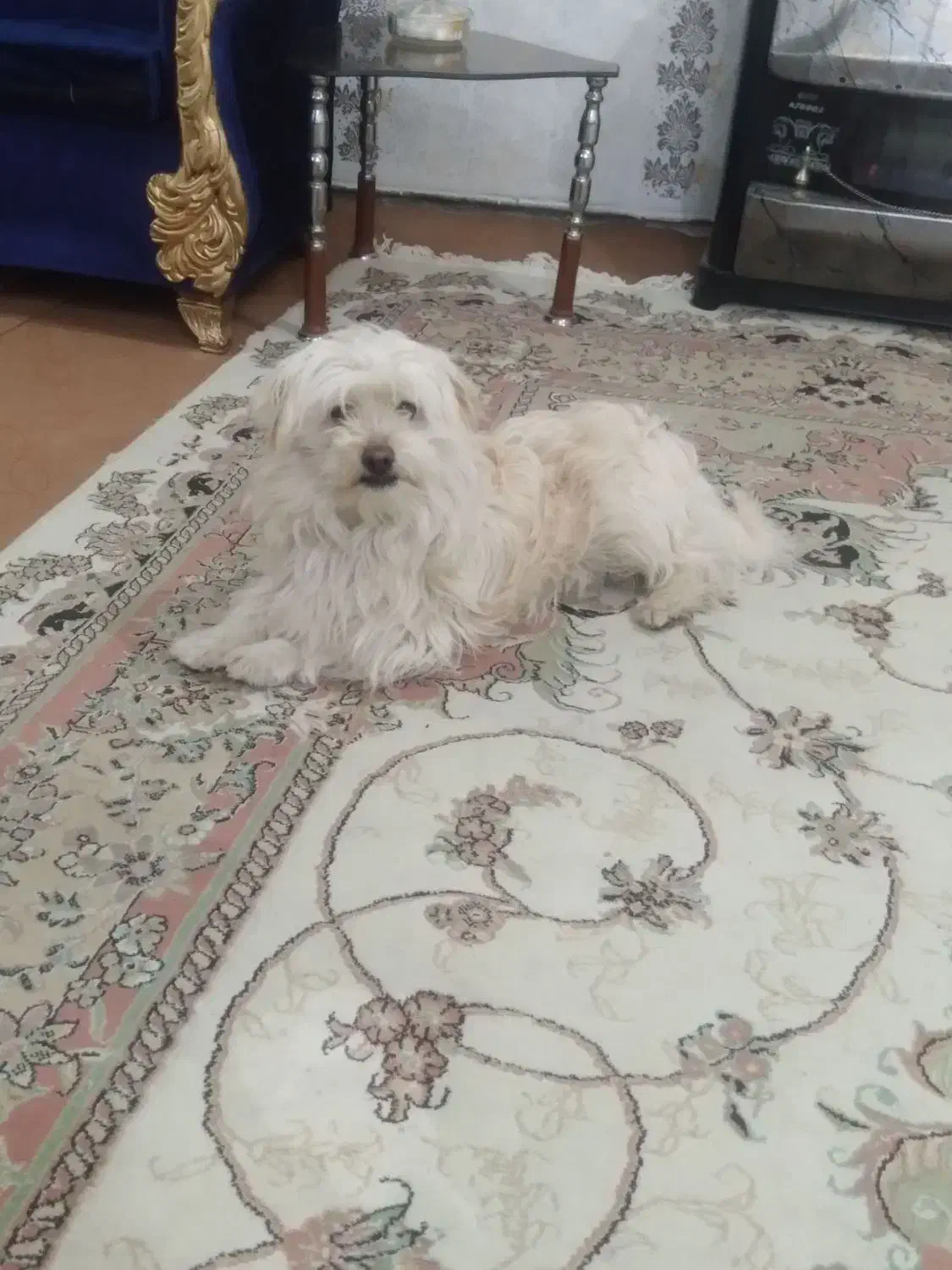 واگذاری سگ|سگ|مشگین شهر, |دیوار