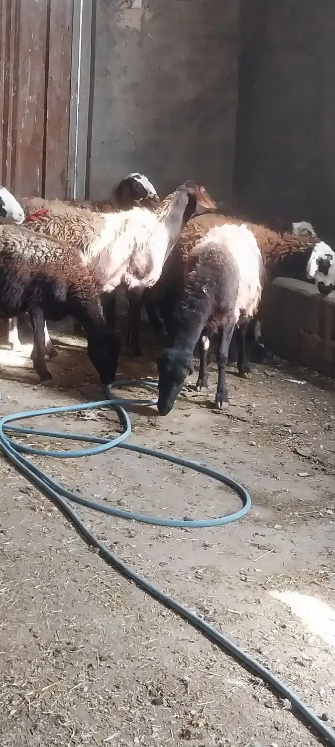 شیشک ابستن|حیوانات مزرعه|بروجرد, |دیوار