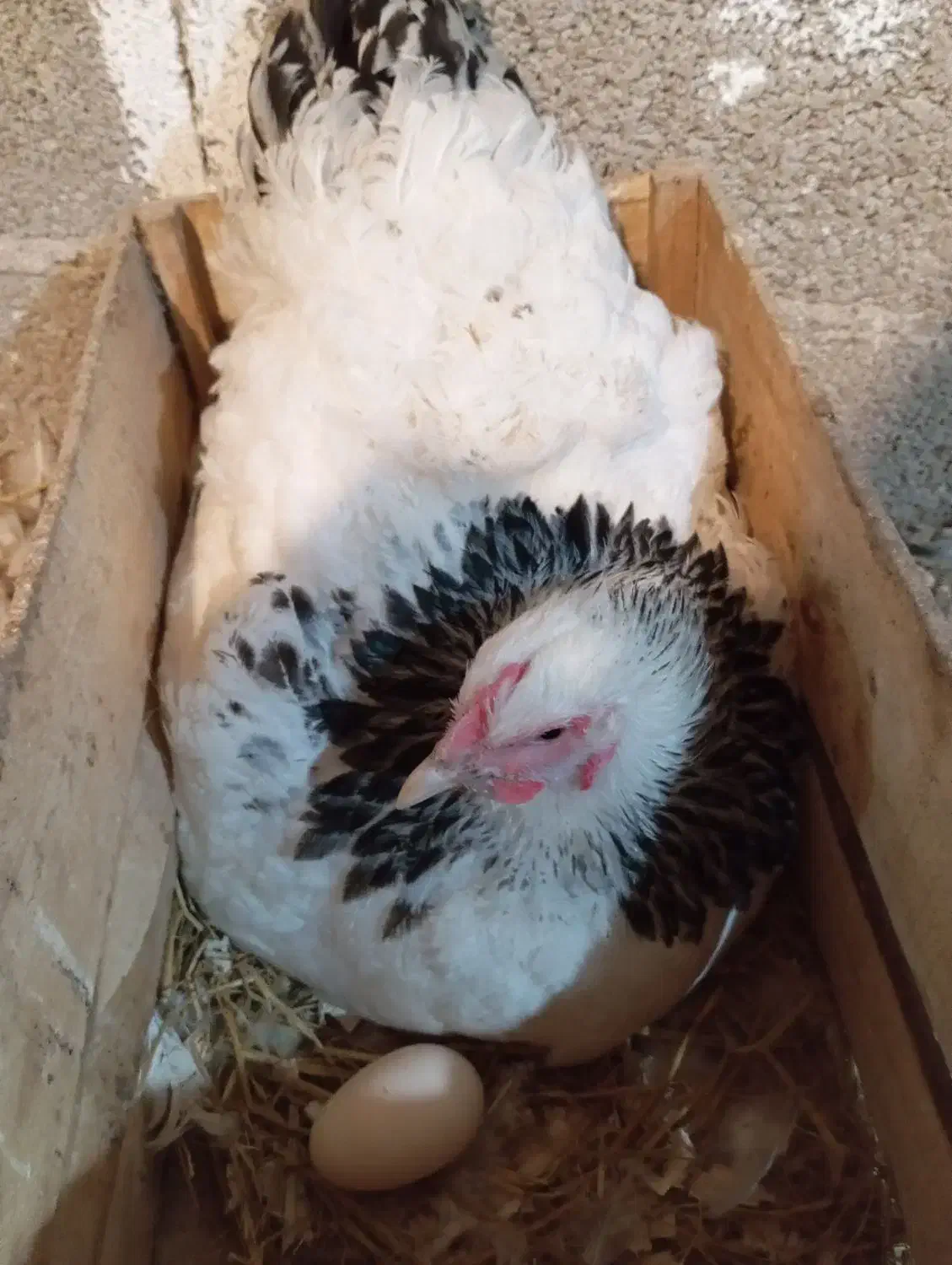 دوتا مرغ ویک خروس برهما|حیوانات مزرعه|سنگر, |دیوار