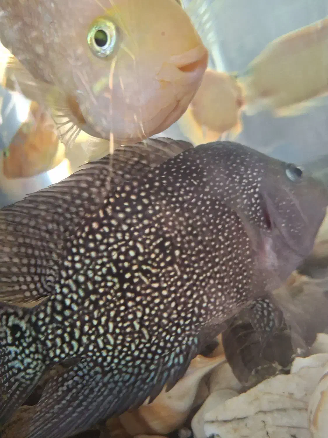 ماهی فلاور|ماهی|مشهد, حجت|دیوار