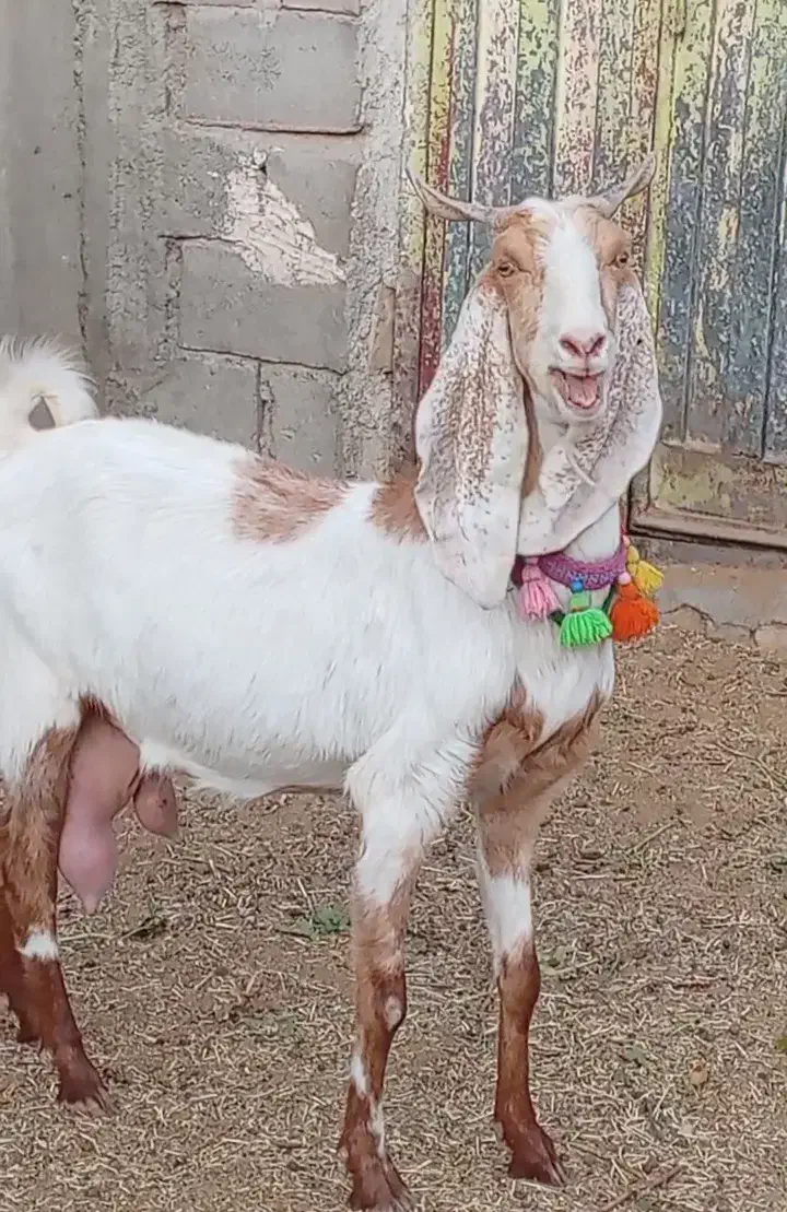 فروش 1راس شاه بز پاکستانی کاموری|حیوانات مزرعه|بردسکن, |دیوار