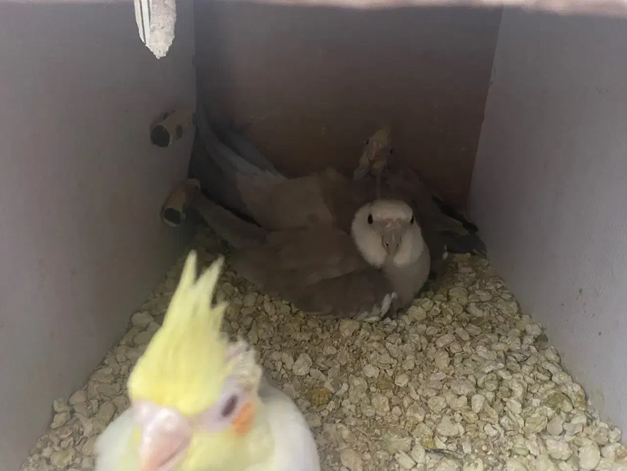 یکجفت عروس هلندی مولد|پرنده|قم, مسجد امام حسن|دیوار