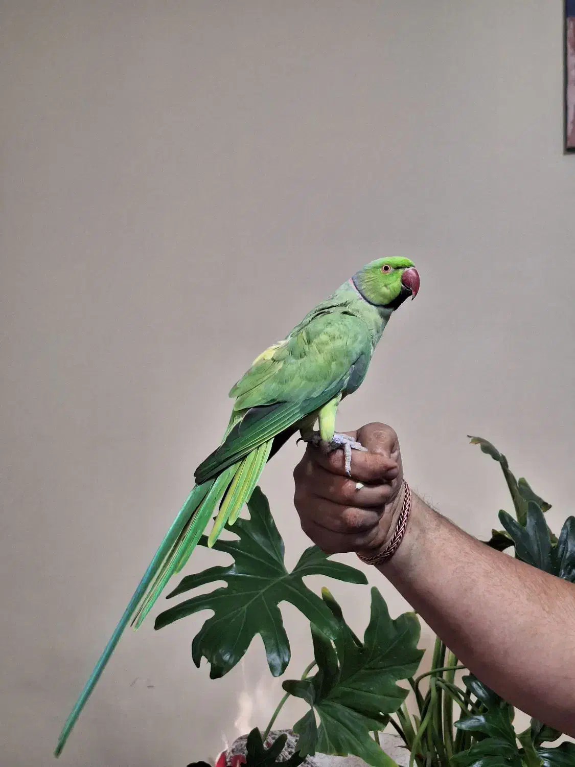 طوطی ملنگو نر|پرنده|کرمان, |دیوار