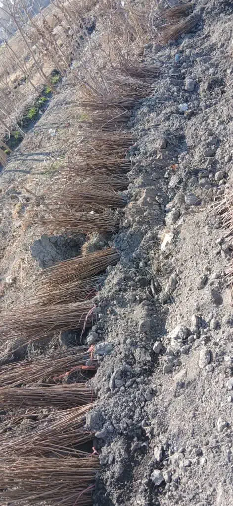 نهال نرک آلوچه ، نلک جهت احداث نهالستان|گل و گیاه طبیعی|مشهد, خواجه ربیع|دیوار