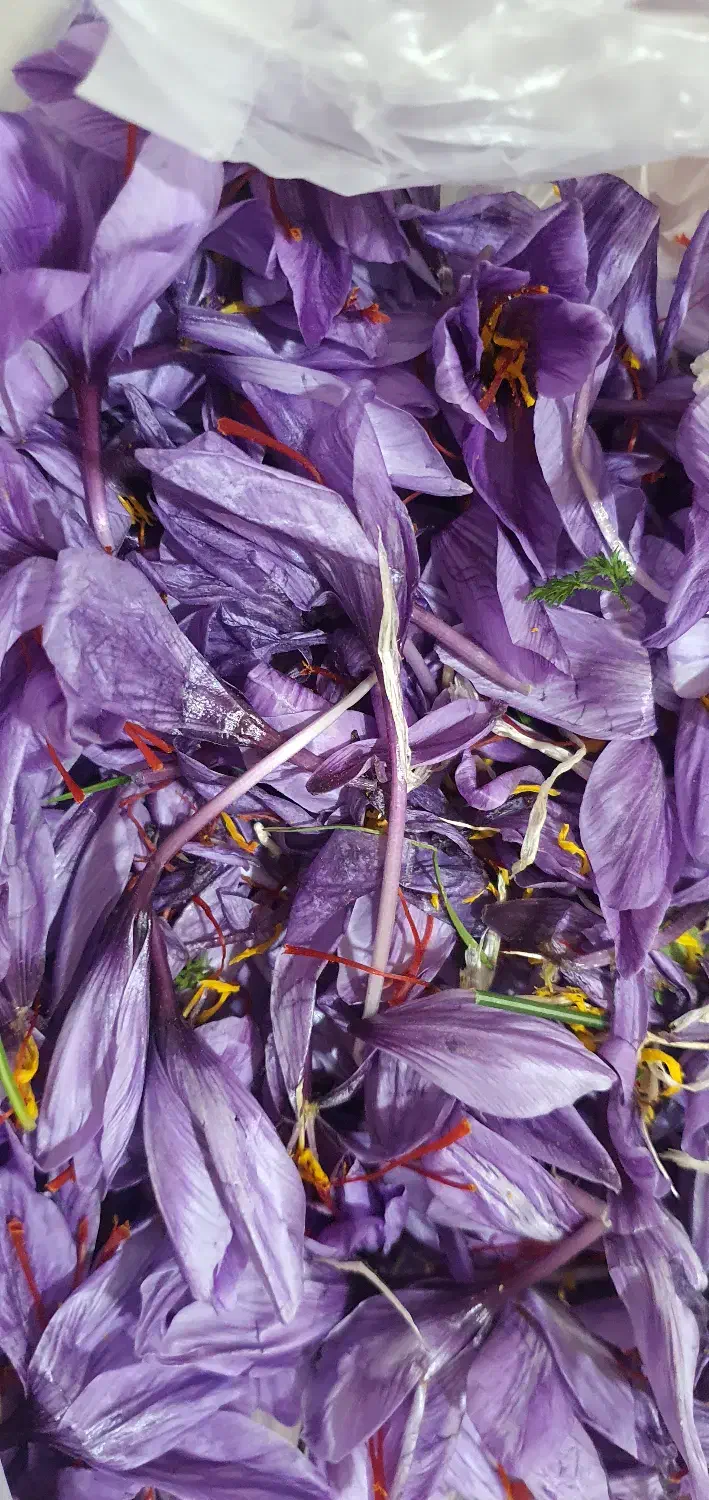 کارگر جمع کن زعفران|خدمات باغبانی و درختکاری|چاپشلو, |دیوار