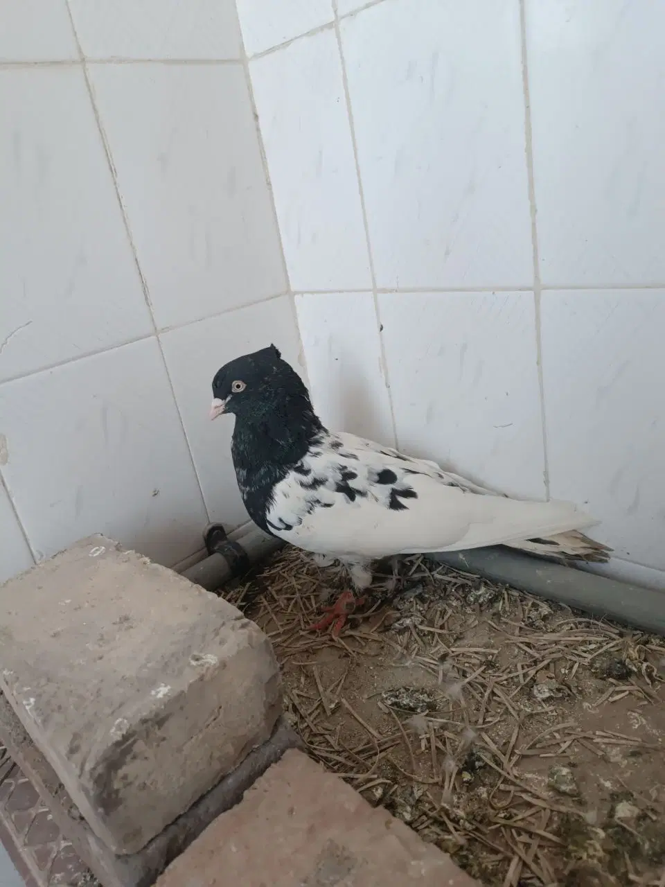 کبوتر|پرنده|زاهدان, |دیوار
