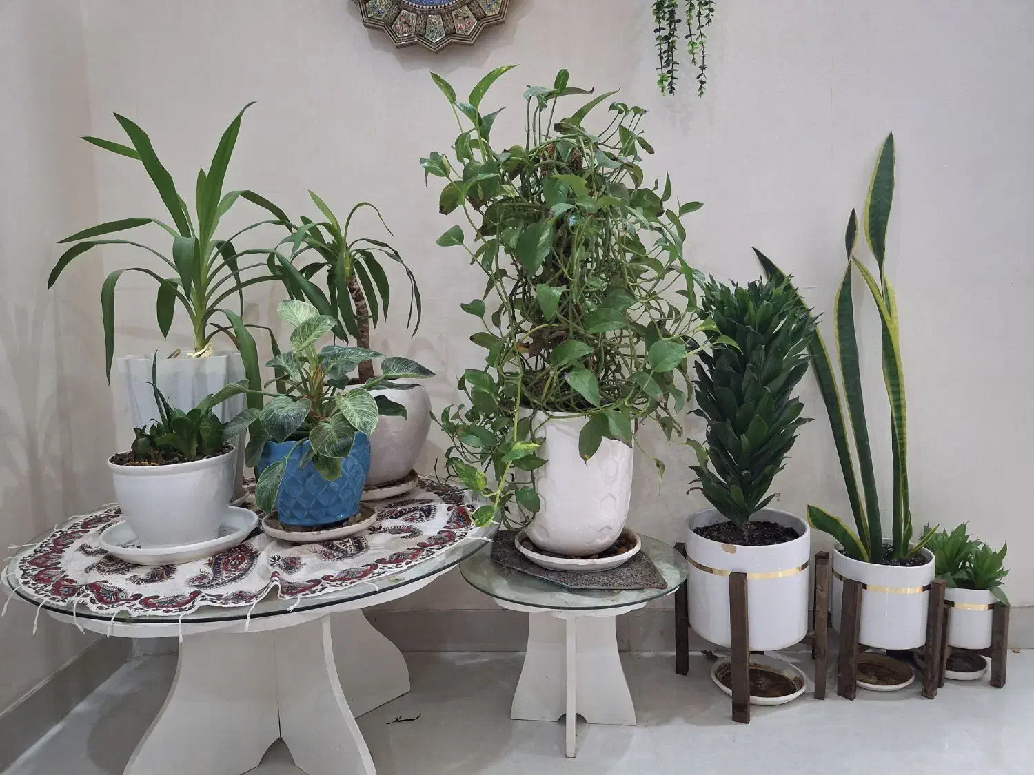 گلدان وگل آپارتمانی|گل و گیاه طبیعی|اهواز, کوی ایثار|دیوار