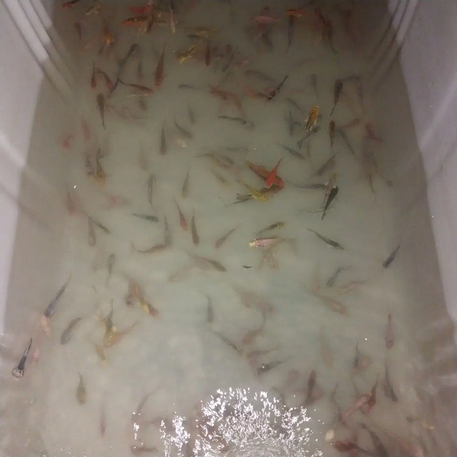 ماهی کوی رنگ های خاص|ماهی|شیراز, حافظیه|دیوار