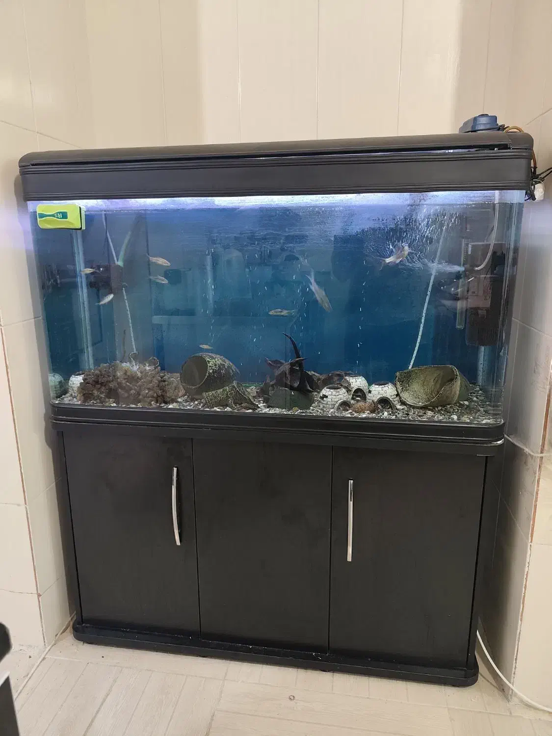 آکواریوم درجه یک|ماهی|ایلام, |دیوار