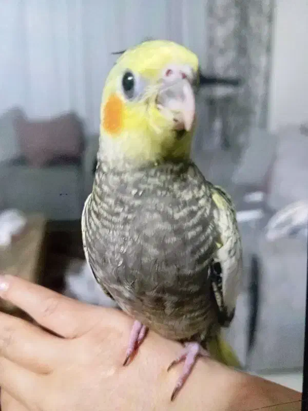 گمشده عروس هلندی|حیوانات|کیش, |دیوار