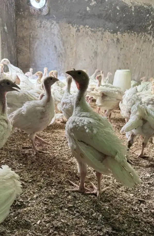 جوجه بوقلمون بیوتی فوق سنگین یک ماهه|حیوانات مزرعه|بانه, |دیوار