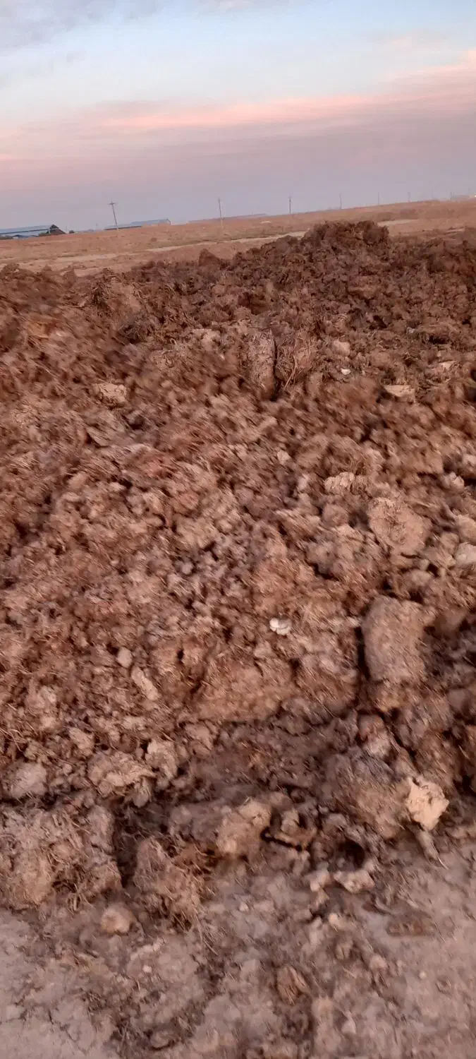 کودگاوی خشک|حراج|قزوین, |دیوار