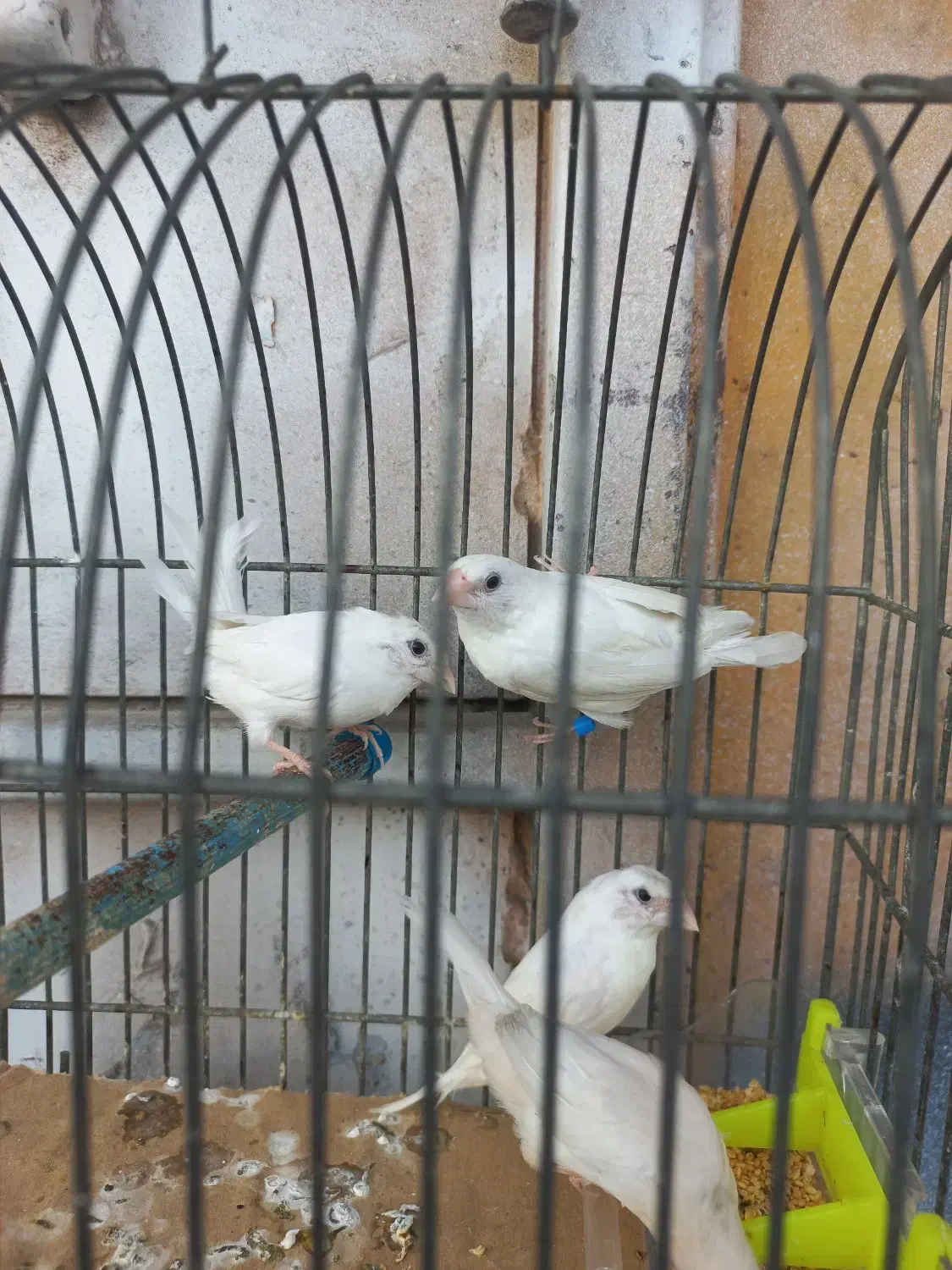 فنچ بنگالی سفید مست مست|پرنده|اهواز, کمپلو جنوبی|دیوار