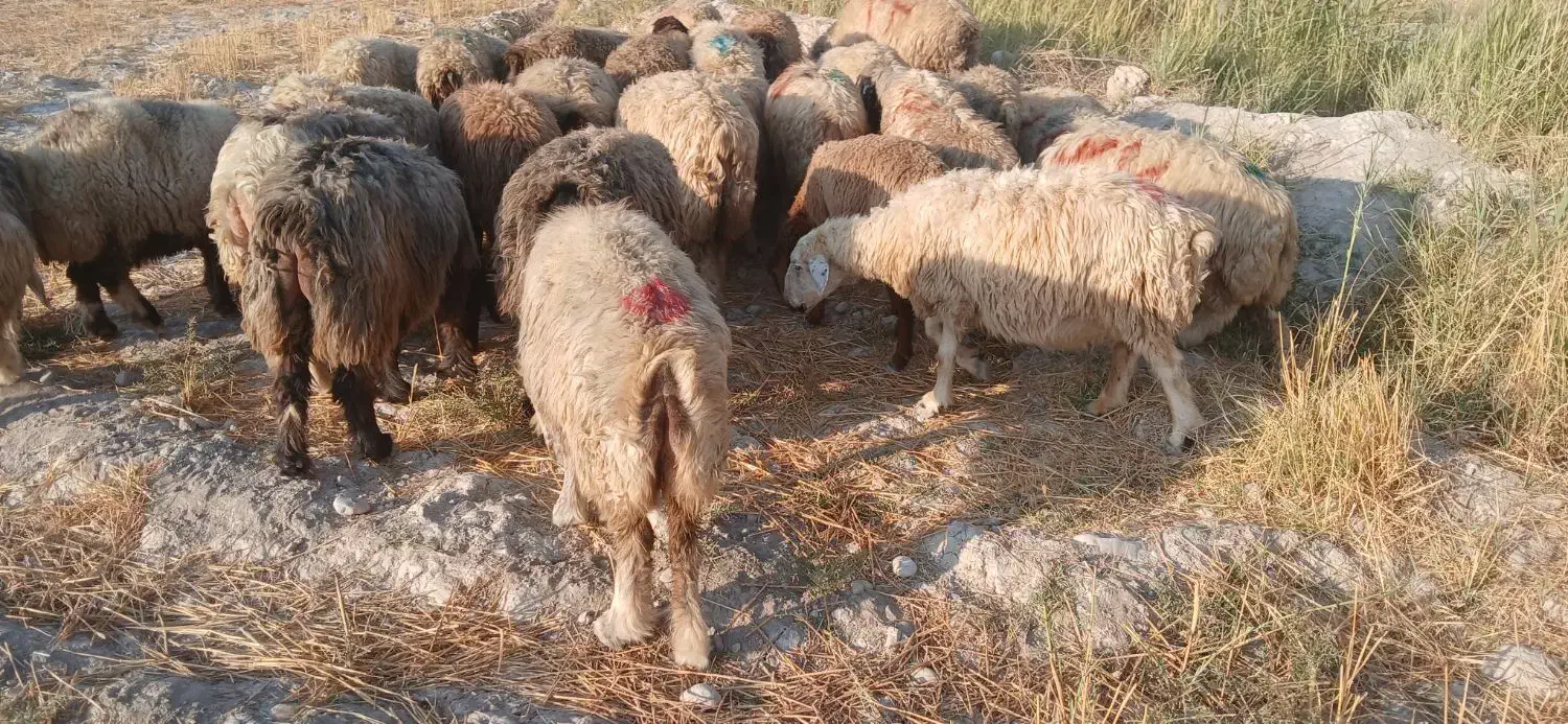 شیشک میش داشتی بره داروآبستن|حیوانات مزرعه|جره و بالاده, |دیوار