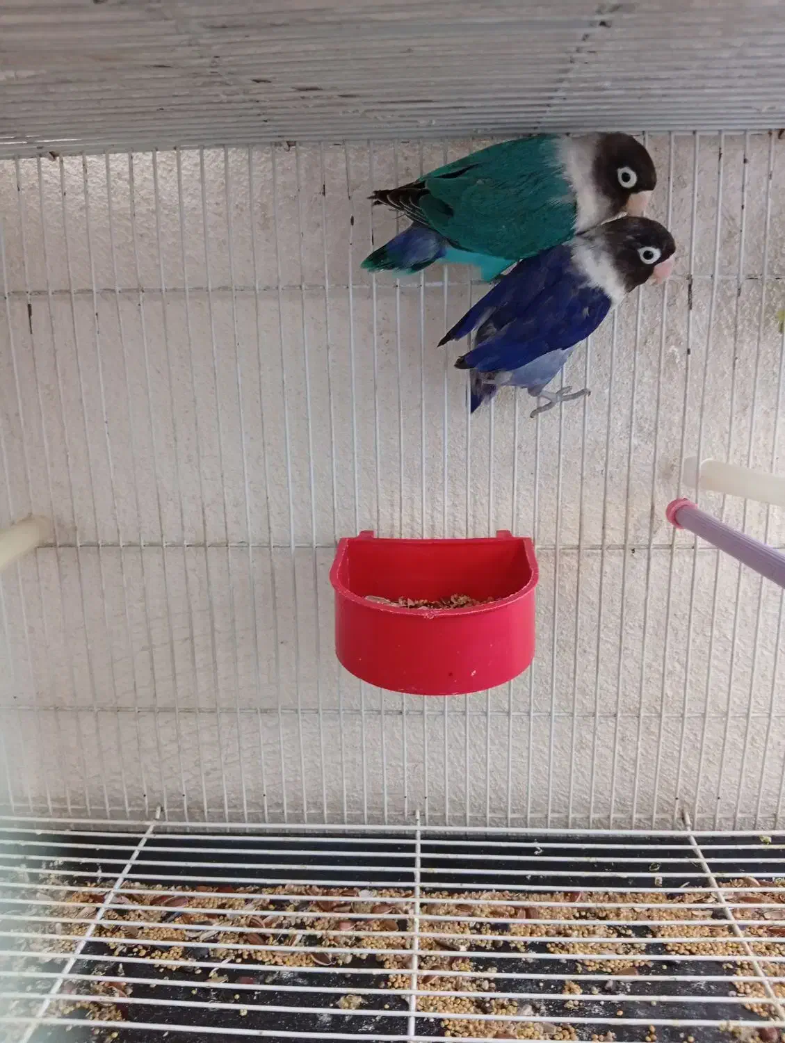 طوطی برزیلی|پرنده|سقز, |دیوار