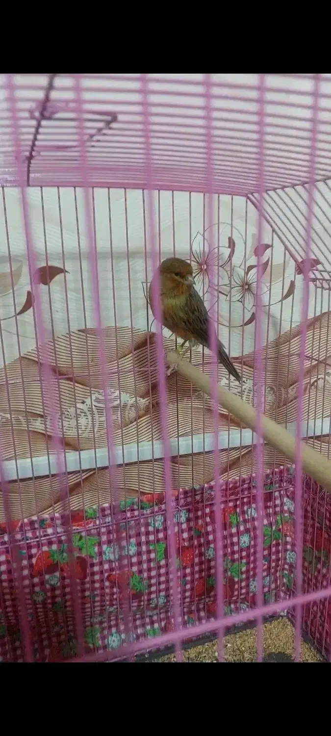 قناری سرخ سوخته|پرنده|زرند, |دیوار