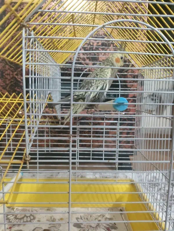 عروس هلندی نر|پرنده|رشت, یخسازی|دیوار