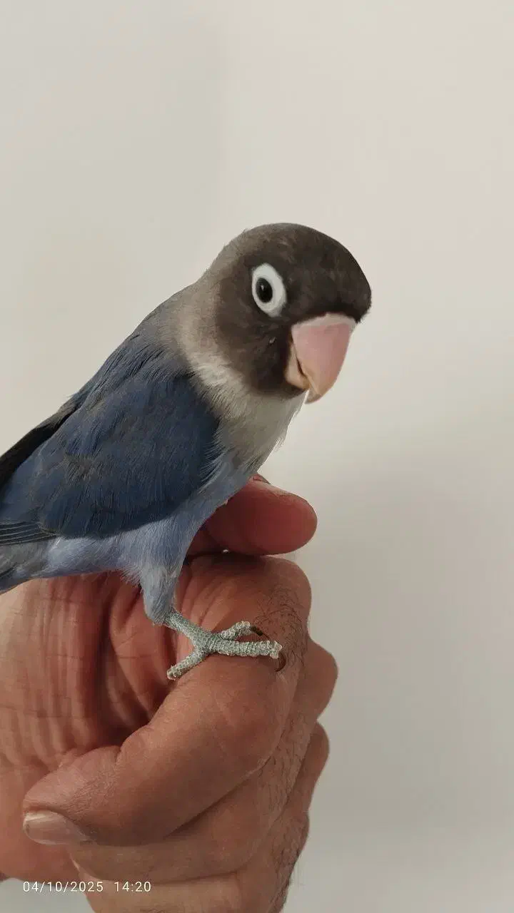 کوتوله برزیلی فوق دستی|پرنده|تربت جام, نظامی|دیوار