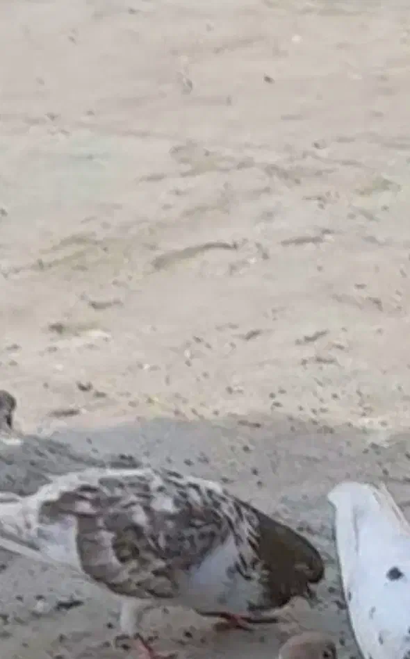 کبوتر باخت رفته|حیوانات|سراب, |دیوار