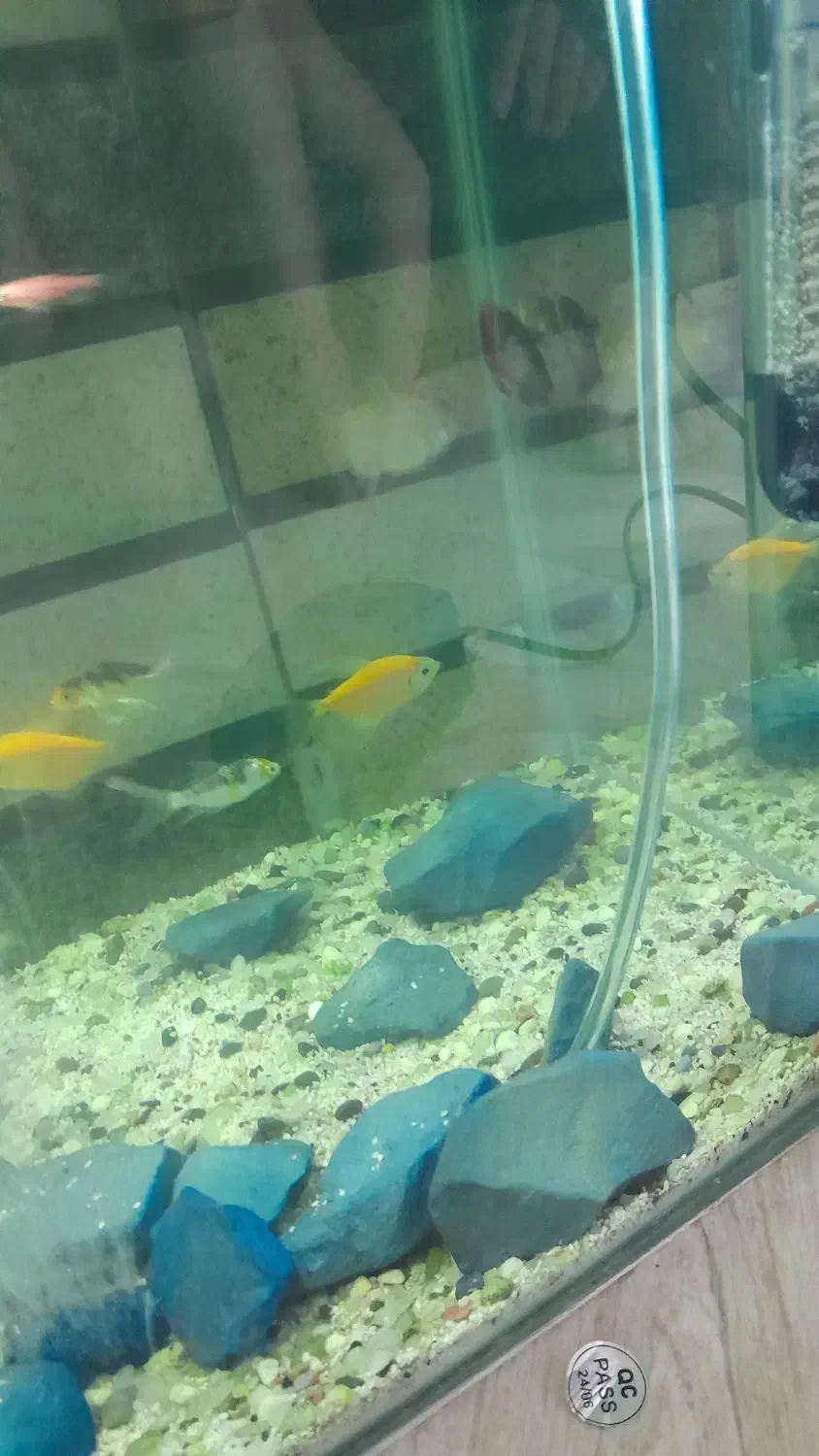 ماهی با اکواریم|ماهی|مشکین‌دشت, |دیوار