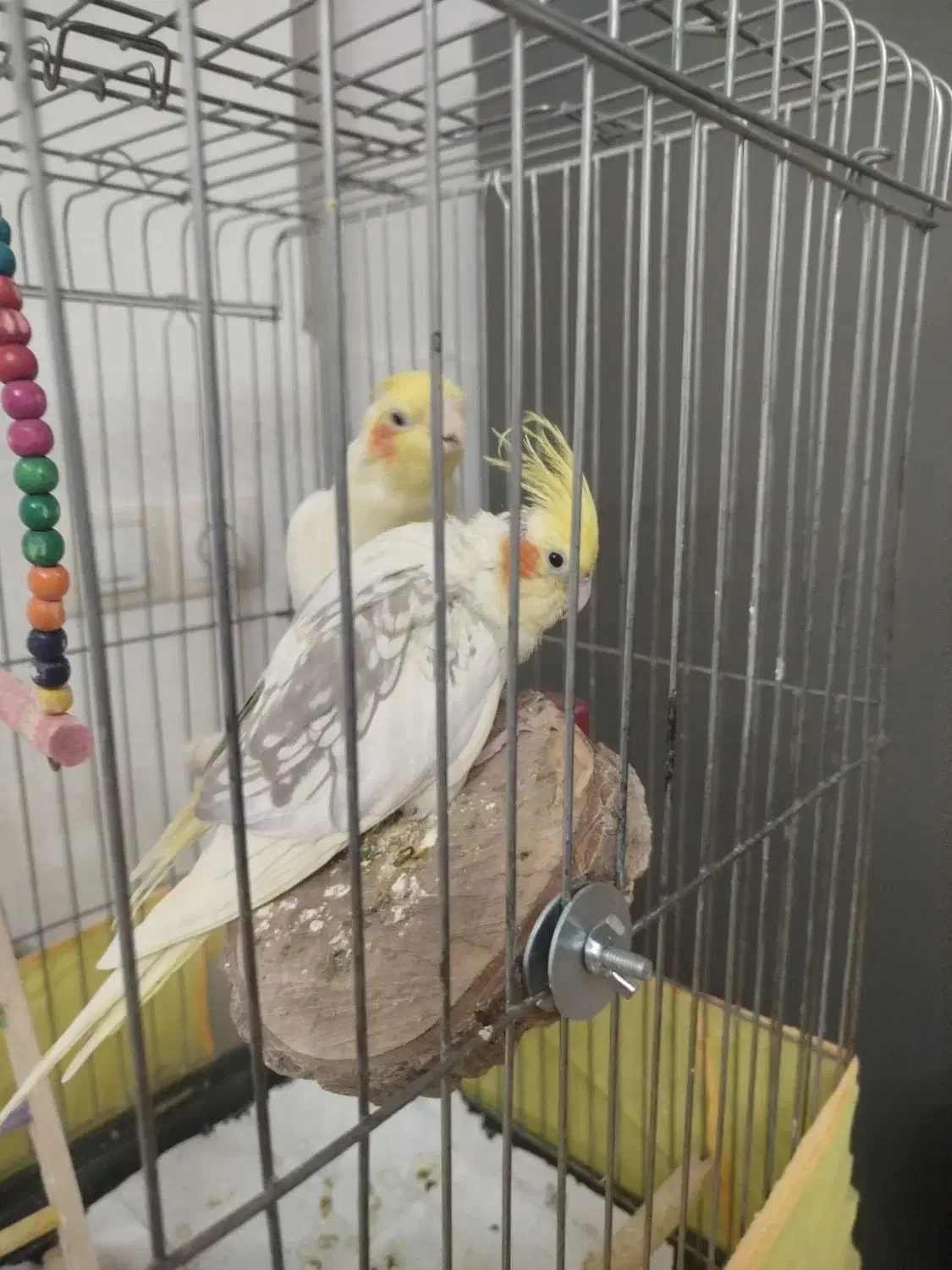 عروس هلندی مولد|پرنده|کرج, شهرک فهمیده|دیوار