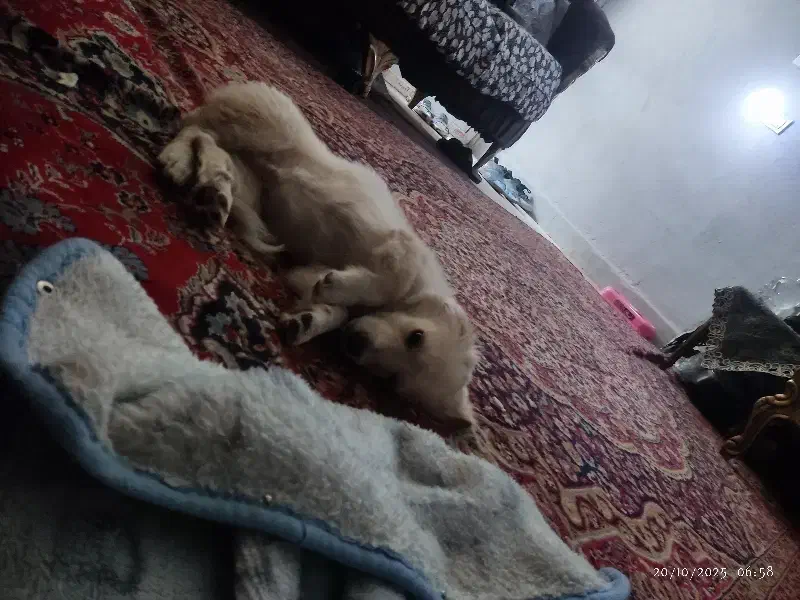 mix فروش فوری|سگ|گلبهار, شهر جدید گلبهار|دیوار