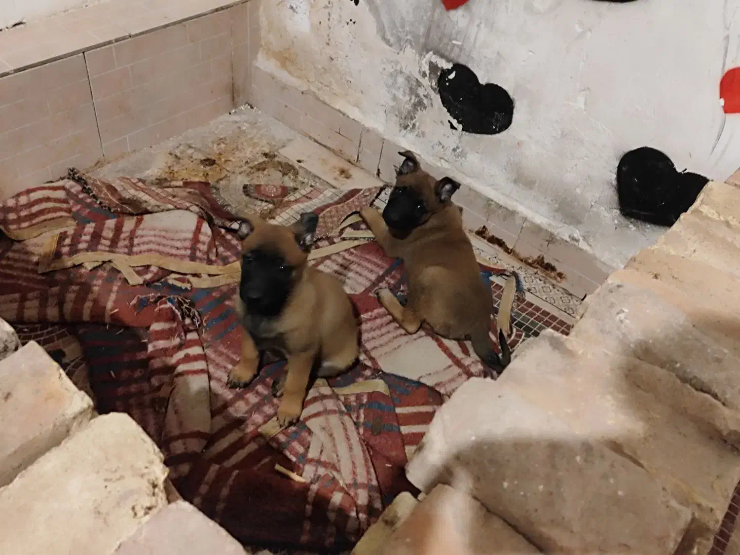 دوعددتوله مالینیوز|سگ|کرمان, |دیوار