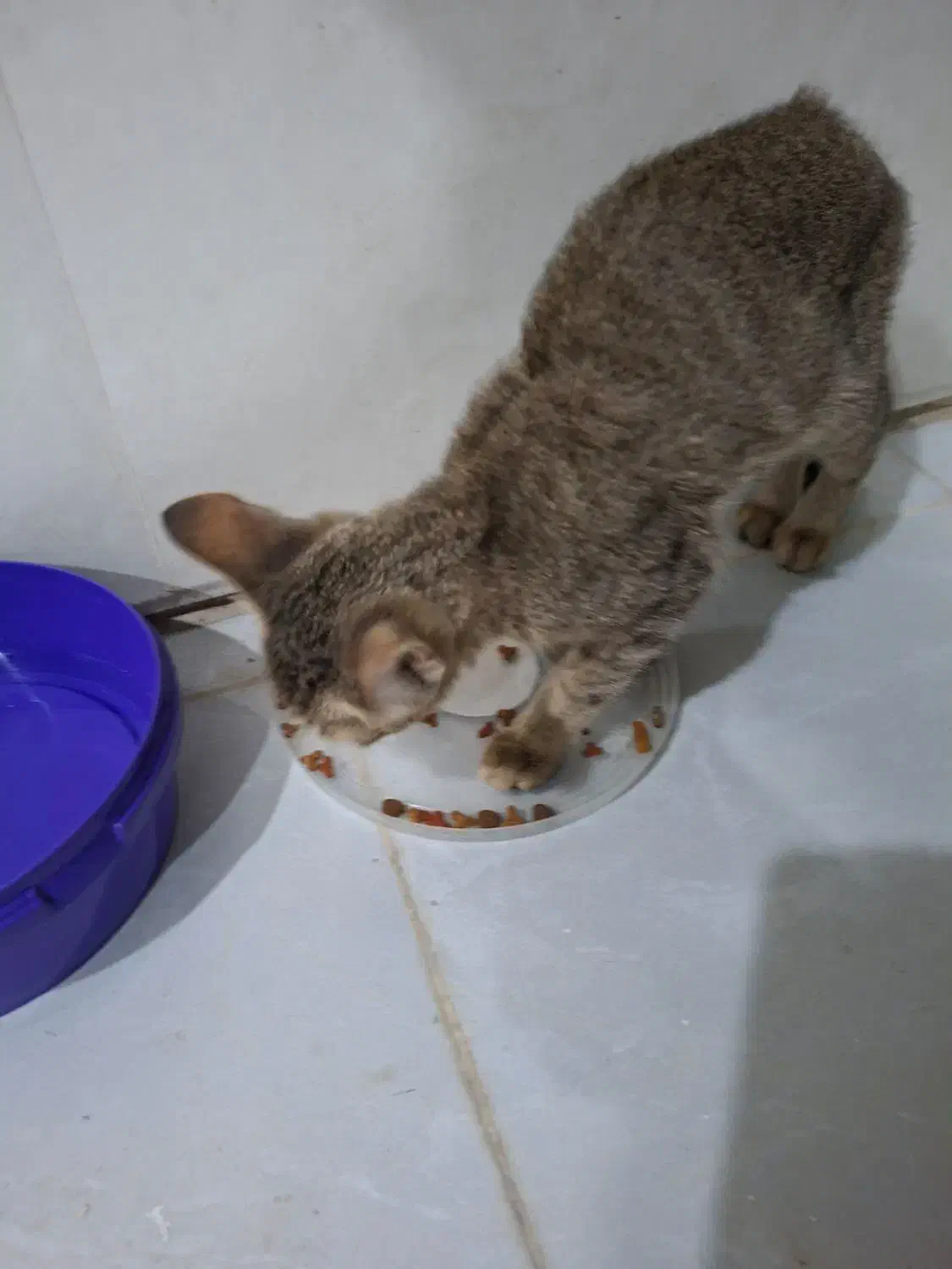 بچه گربه dsh|گربه|بوشهر, |دیوار