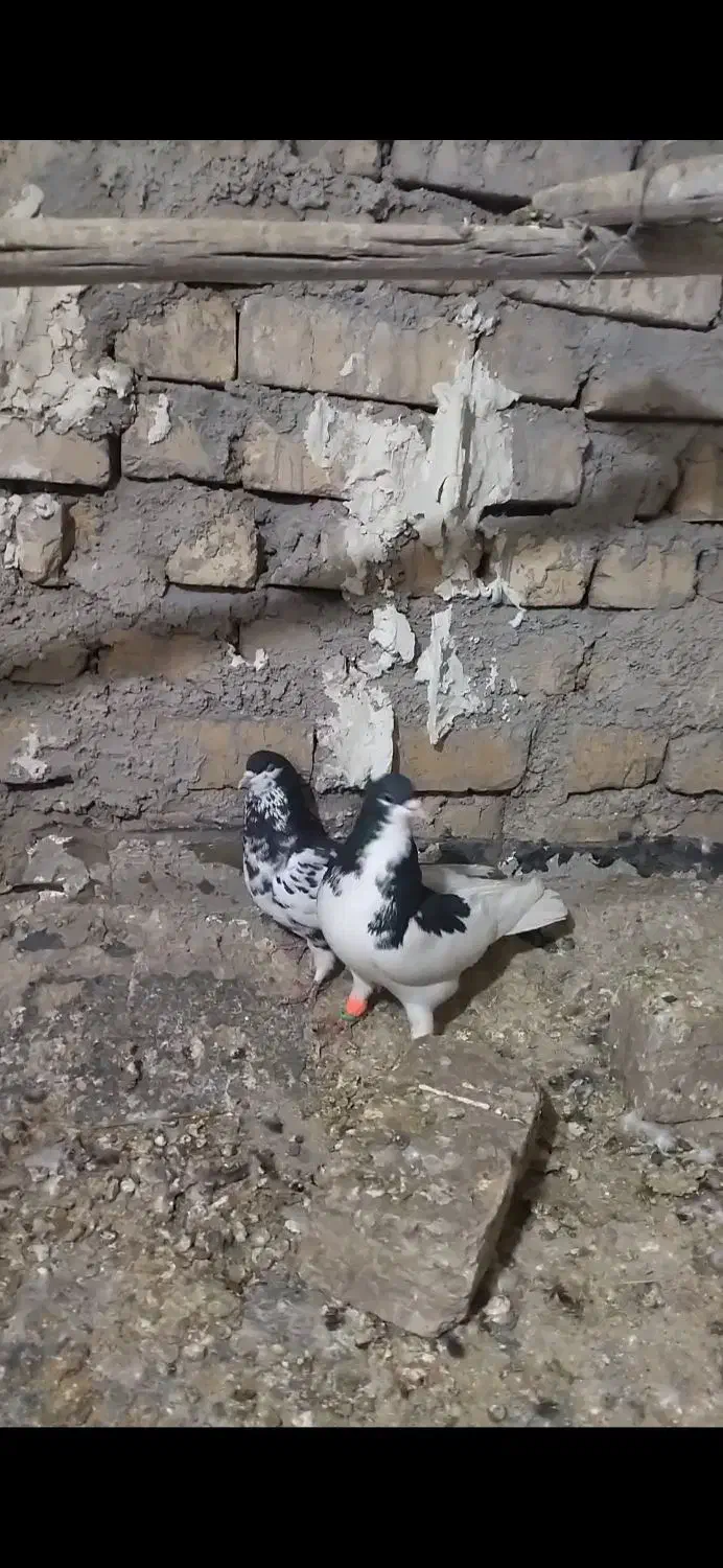 کفتر|پرنده|شیراز, رکن‌آباد|دیوار