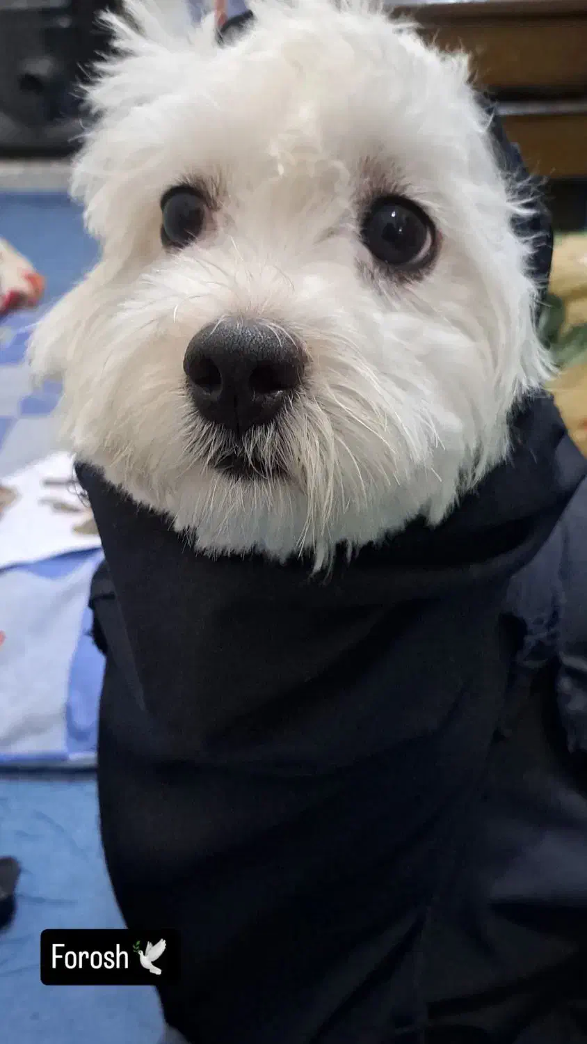 سگ شیتزو|سگ|دزفول, |دیوار