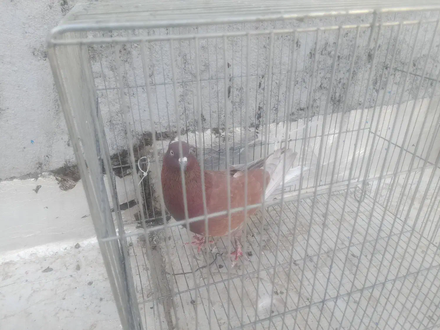 کفتر نر سرخ|پرنده|نجف‌آباد, یزدانشهر|دیوار