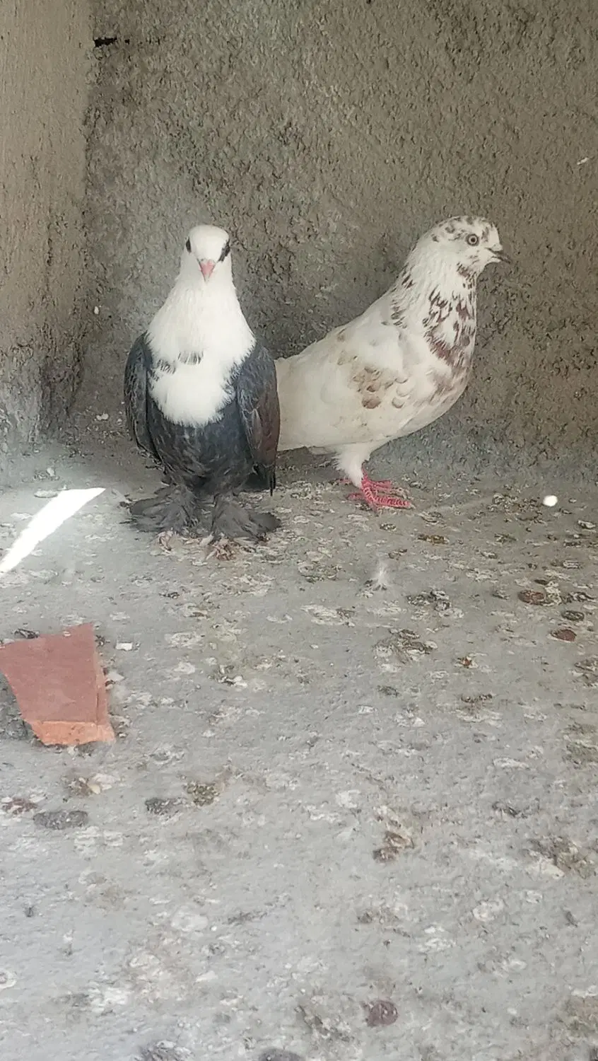 کبوتر|پرنده|گرگان, |دیوار