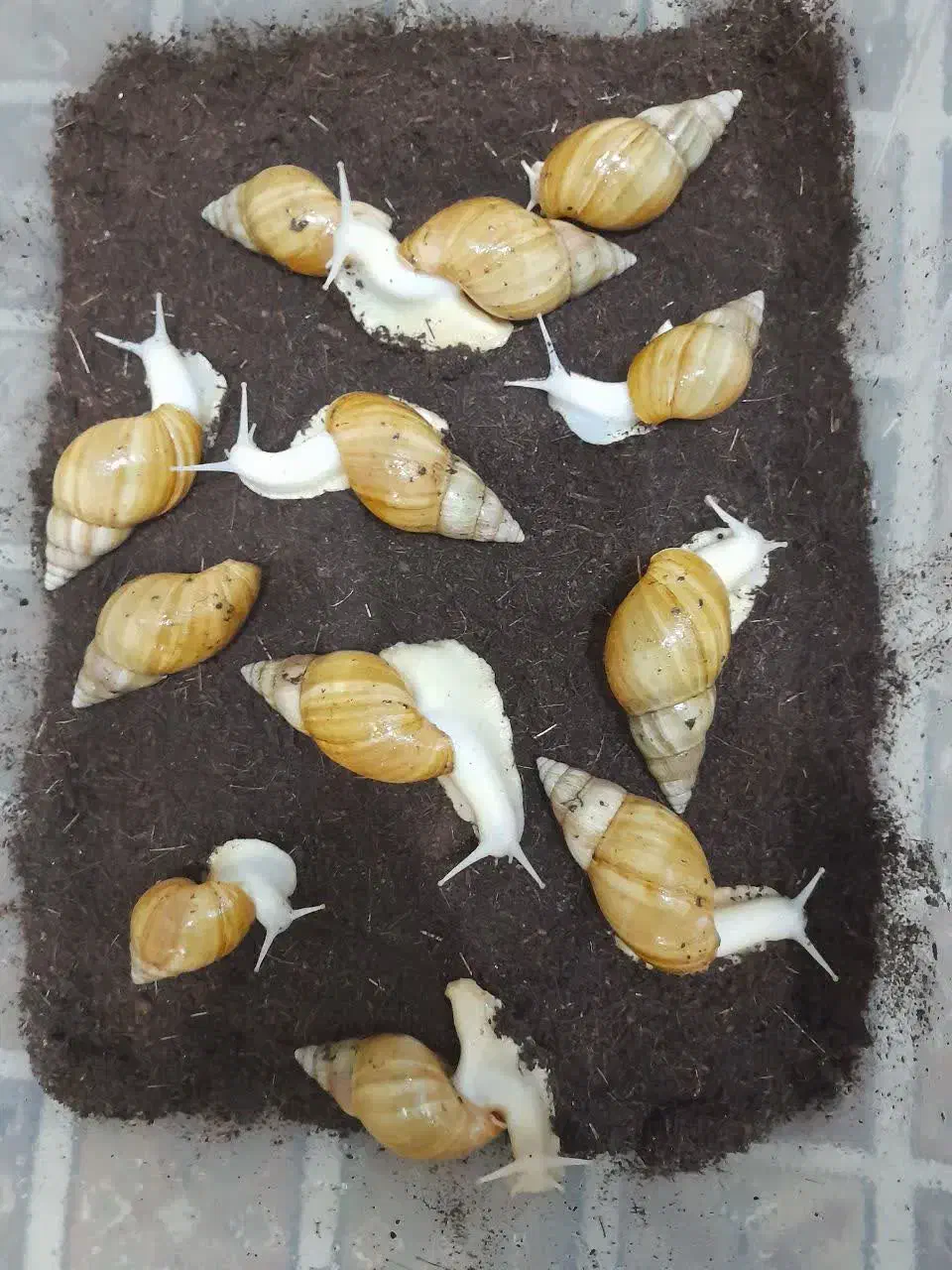 حلزون اچاتینا|خزنده|تهران, حافظیه|دیوار