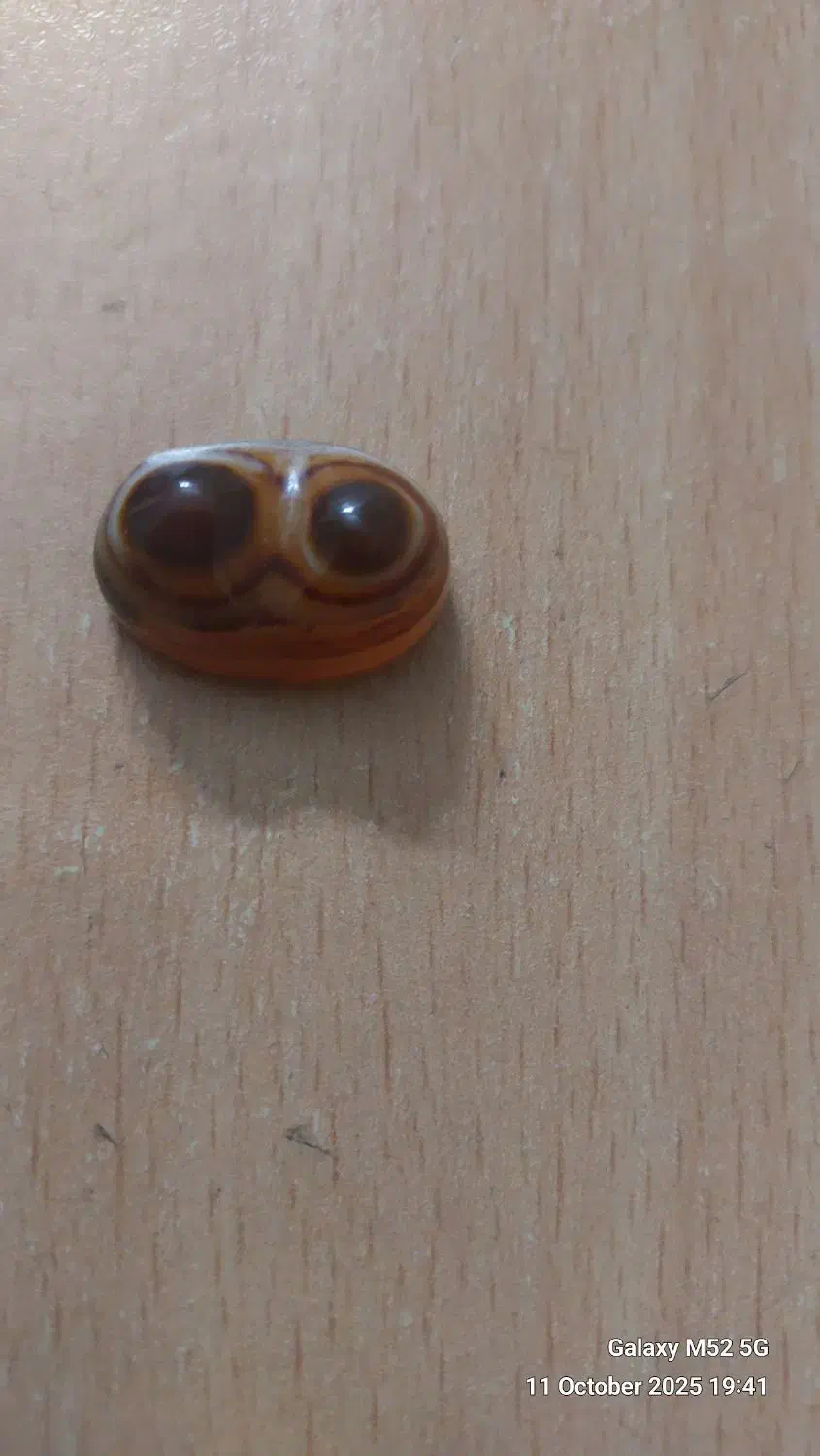 سنگ باباقوری سه پوست|کلکسیون اشیاء عتیقه|شهریار, شهریار|دیوار