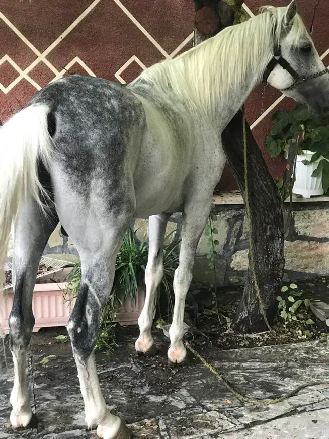 اسب نریان فوق العاده|اسب و تجهیزات اسبسواری|تهران, آذری|دیوار