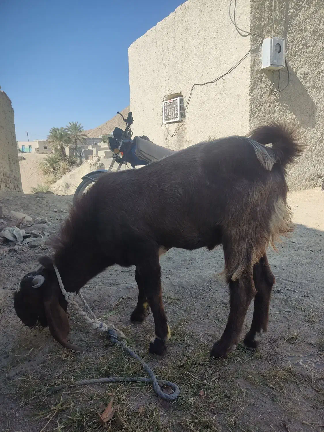 بزپر گوشت چاق|حیوانات مزرعه|ساربوک, |دیوار