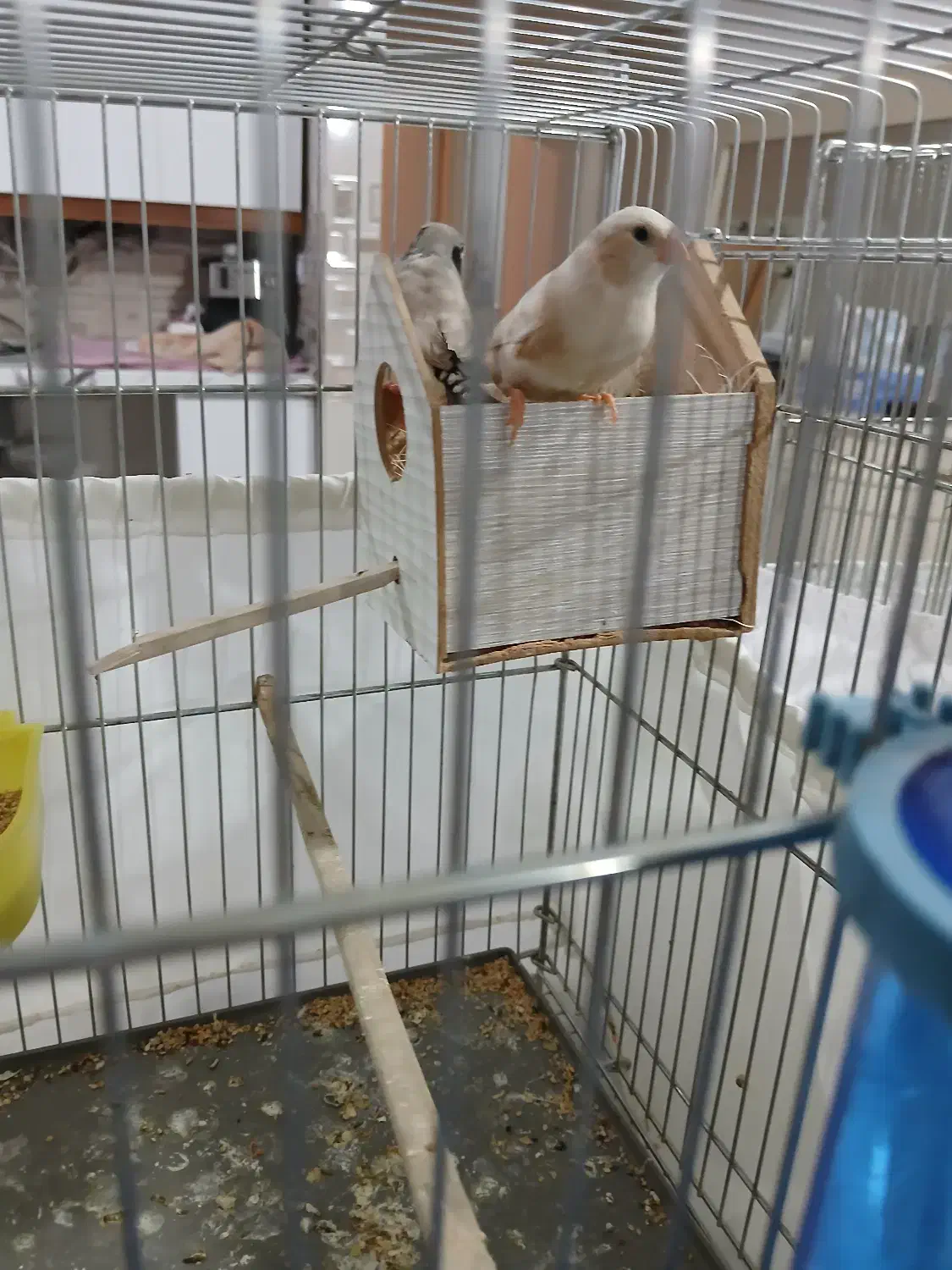 فنج اورنج|پرنده|فردیس, شهرک شهید حسینی|دیوار