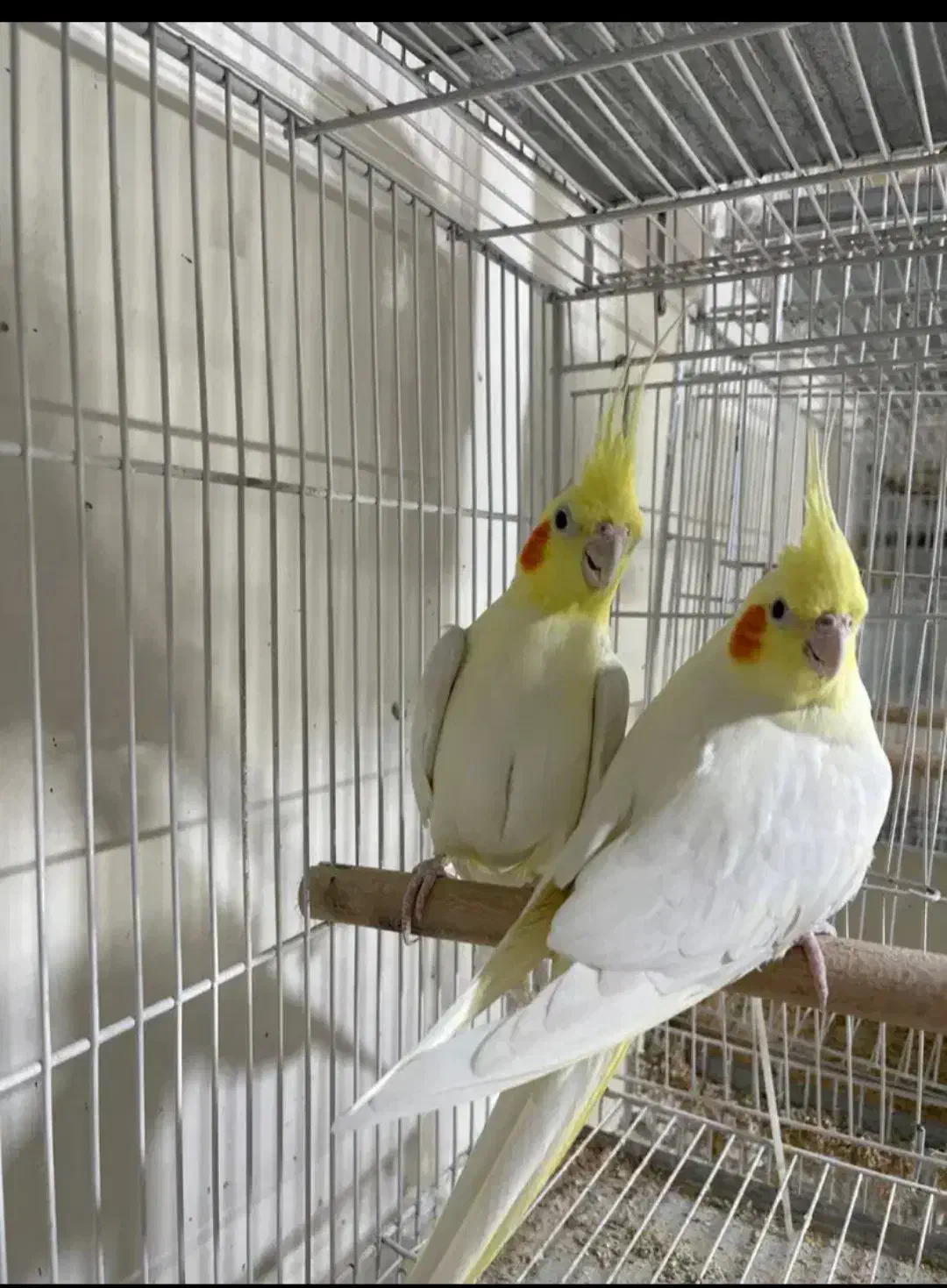 عروس هلندی|پرنده|گرمسار, |دیوار