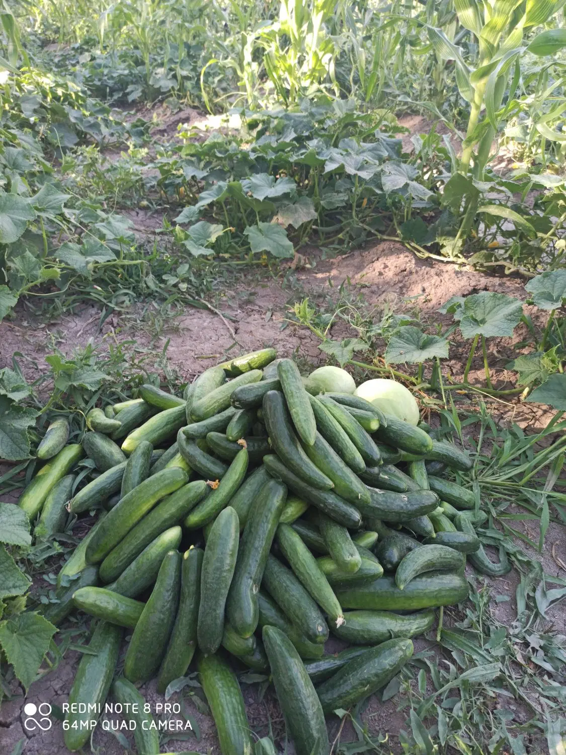 خیار|خوردنی و آشامیدنی|ماکو, |دیوار