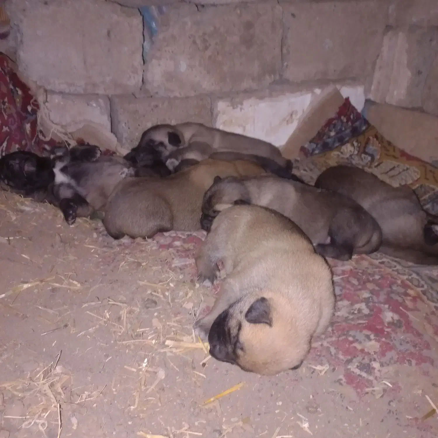 سگ پژدر|سگ|لاجان, |دیوار