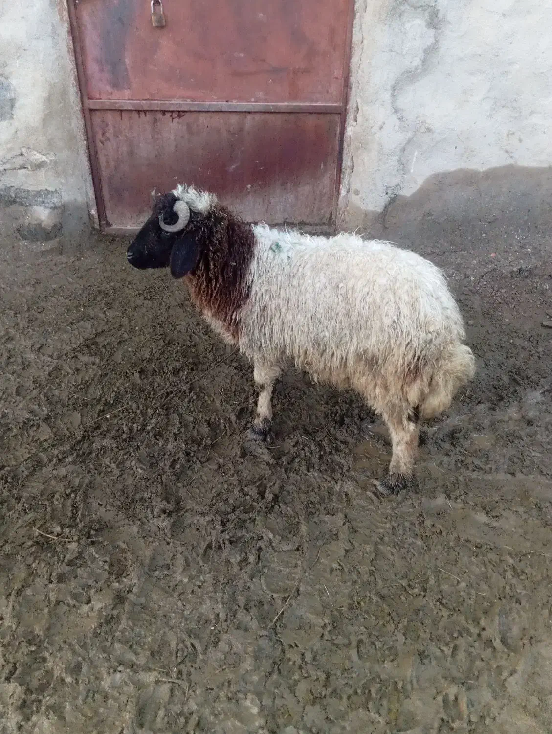 بره نر  گیج|حیوانات مزرعه|پلدشت, |دیوار